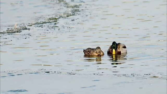 A male and female mallard duck swim side by side in calm water, creating a serene nature scene. The male has a distinctive green head and the female has mottled brown plumage