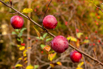 Four small wet red apples on a branch against an autumn background. Ripe winter apples glistening after the rain on a sunny late fall day. Branch with organic backyard apples.
