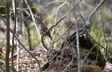 Hermit Thrush