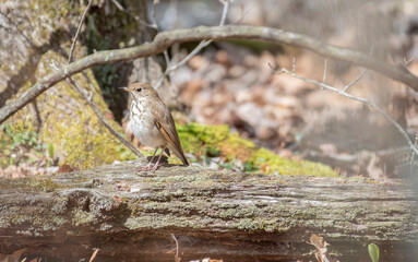 Hermit Thrush