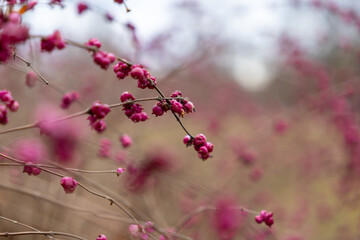 close-up of vibrant pink berries on bare branches, soft-focus background of autumn nature