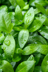 Fresh green leaves glistening with droplets of water, conveying a sense of vitality and nature's beauty. Perfect for themes of growth and rejuvenation.