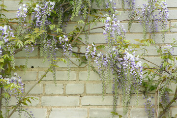 Beautiful purple wisteria vines cascading gracefully against a soft green brick wall, creating a serene, enchanting atmosphere ideal for nature-themed projects.