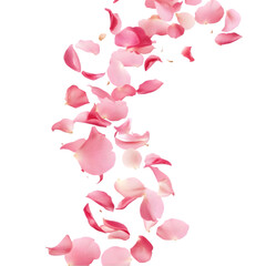 Falling Pink Rose Petals  Romantic  Floral  Nature Background