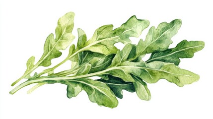 Vibrant watercolor arugula leaves, sharp green tones, fresh and zesty