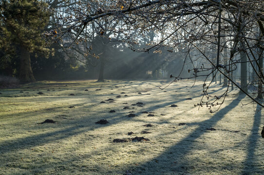 Sun rays filtering through trees on frosty grass field with molehills