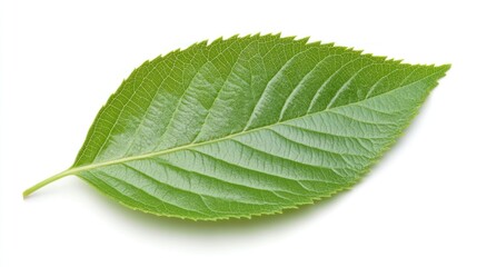 Obraz premium Single Green Leaf Isolated on White Background