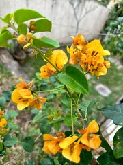 flowers in the garden