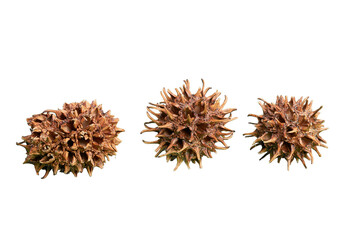 モミジバフウの実の透過素材（透過PNG・植物テクスチャーシリーズ）