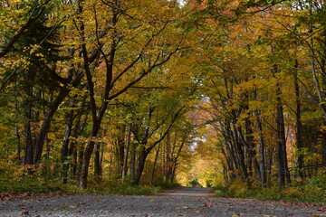 Naklejka premium A country road in the autumn, Sainte-Aolline, Québec, Canada