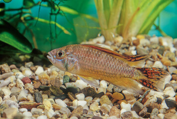 Apistogramma cacatuoides