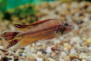 Apistogramma cacatuoides