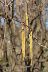 Common hazel branch with flowers