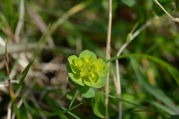 Sun spurge flower