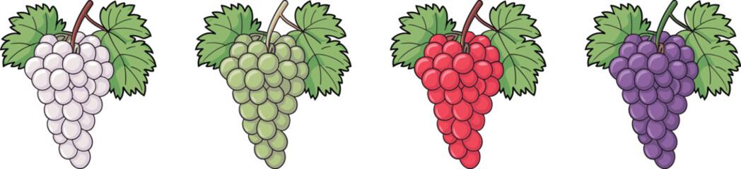 Set of multicolor grape vectors: purple, green, red, white grapes with leaf coloring book vector illustration on white background.
