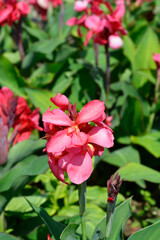 Canna lily Tropical Rose flower