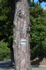 A close-up shot of a tree trunk with textured bark is marked by a blue and white hiking trail symbol, indicating a designated path through the natural surroundings on island Krk in Croatia