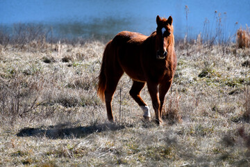 horse in the field