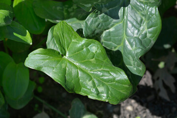 Arum lilies leaves
