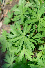White meadow cranesbill leaves