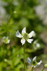 Tall anemone flower