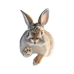 Obraz premium Rabbit Bounding Through Deep Snow Isolated on Transparent Background