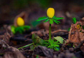 eranthis flower