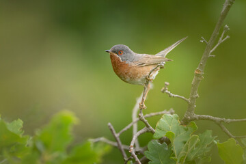 Une Fauvette passerinette sur une branche