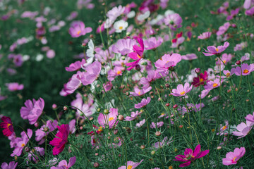 beautiful pink cosmos flowers in the farming area. flower field on winter season vintage tone
