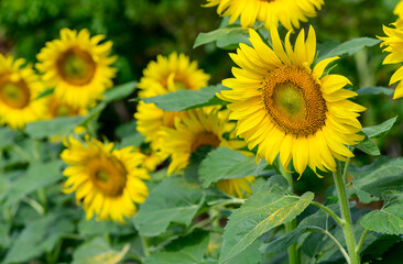 Yellow sunflowers blooming in field at THAILAND, flower concept