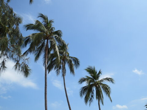 tropical palm trees under a blue sky