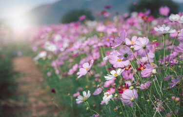 Obraz premium beautiful pink cosmos flowers in the farming area. flower field on winter season with sunlight