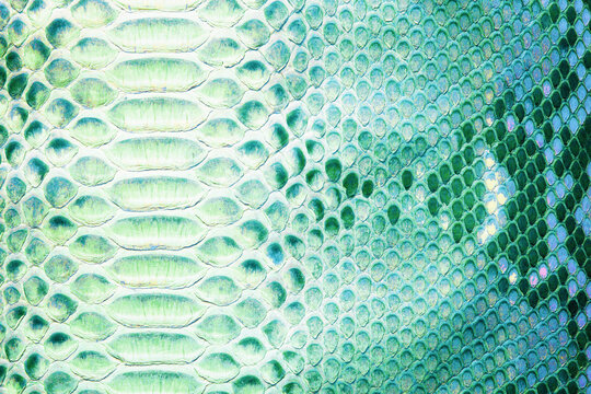 green texture of python skin, leather background with natural pattern of scales