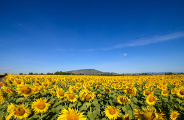 Obraz premium Beautiful sunflower flower blooming in sunflowers field with white cloudy and blue sky.