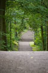 Grey gravel path going uphill in waves with a bright green beech tree alley around it, North Rhine-Westphalia, Germany