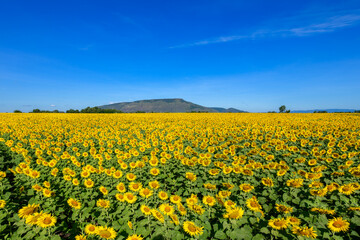 Fototapeta premium Beautiful sunflower flower blooming in sunflowers field with white cloudy and blue sky.