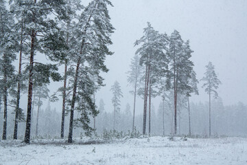 Snowy forest in blizzard in February in Latvia