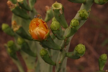 Amegilla calens bee flying over prickly pear cactus flower (Opuntia stricta).