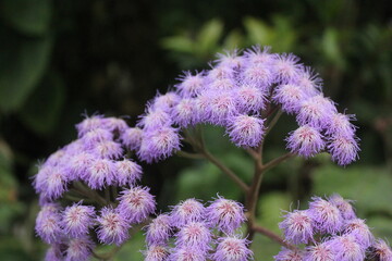 purple flowers in the middle of the forest