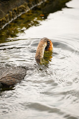The great crested grebe (Podiceps cristatus) with head in the water hunting for food, Phoenix See, Dortmund, North Rhine-Westphalia, Germany