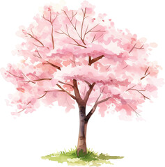 Obraz premium Cherry blossom tree watercolor painting isolated on transparent background.