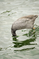 One black Eurasian coot bird (Fulica atra) with body in the air and head in the water jumping to...