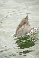 Obraz premium One black Eurasian coot bird (Fulica atra) hunting for food with only the back side out of the water, Phoenix See, Dortmund, Germany