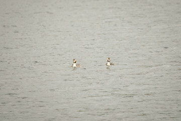 Two great crested grebe birds (Podiceps cristatus) swimming next to each other in a grey wavy lake, Phoenix See, Dortmund, Germany