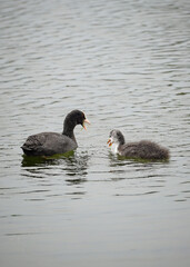 Two black Eurasian coot birds (Fulica atra) swimming in a lake and hunting for food, in Phoenix See, Dortmund, Germany