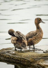 Female Tufted Duck (Aythya fuligula) with yellow eyes and a grown up baby duck next to it standing on a rock in a lake, Phoenix See, Dortmund, Germany