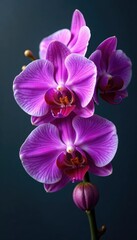 Naklejka premium Purple orchid arrangement with delicate petals, decorative arts, arrangement, arrangement
