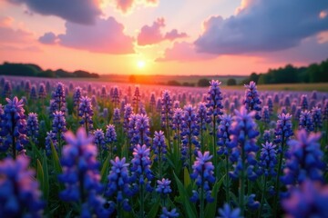 Naklejka premium Softly glowing sunset over a field of blue-violet wildflowers, wildflowers, field of flowers