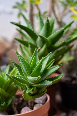 aloes ząb tygrysi © Agata