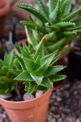 aloes ząb tygrysi © Agata